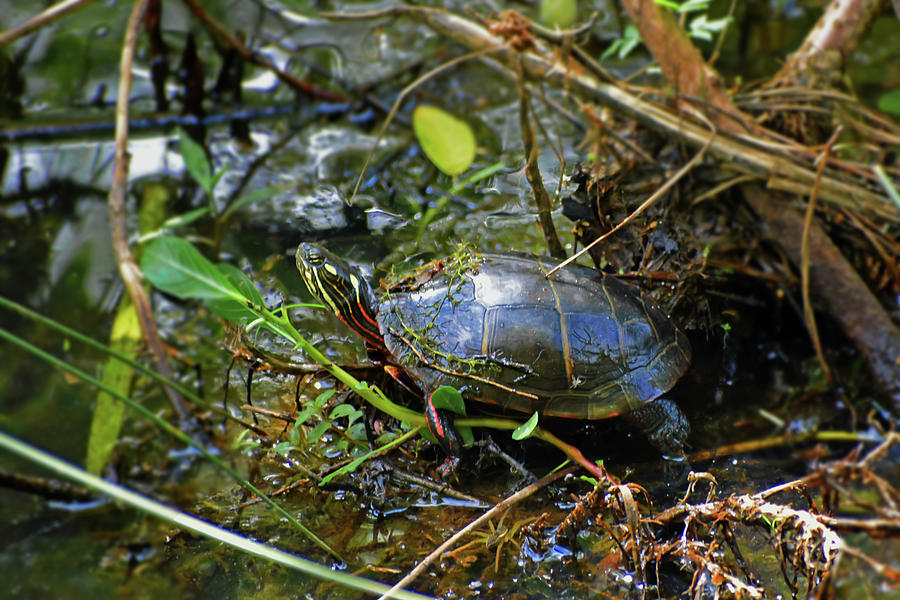 Wetlands Turtle 012 Photograph by George Bostian