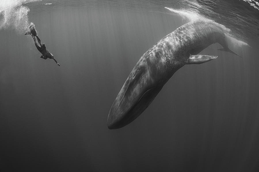Black And White Photograph - Whale And Man by Simon Lorenz