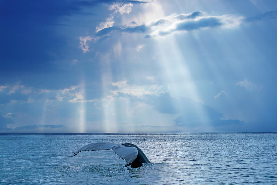 Whale and sun rays Photograph by Mircea Costina Photography