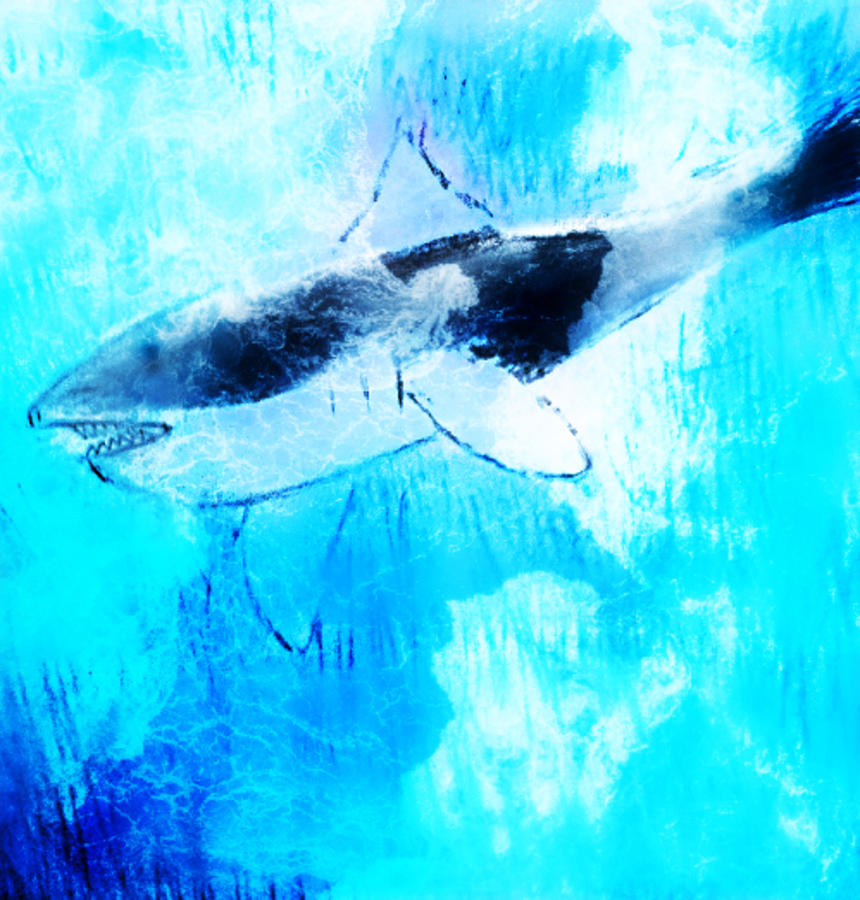 Whale Art Drawing by Anna Adams