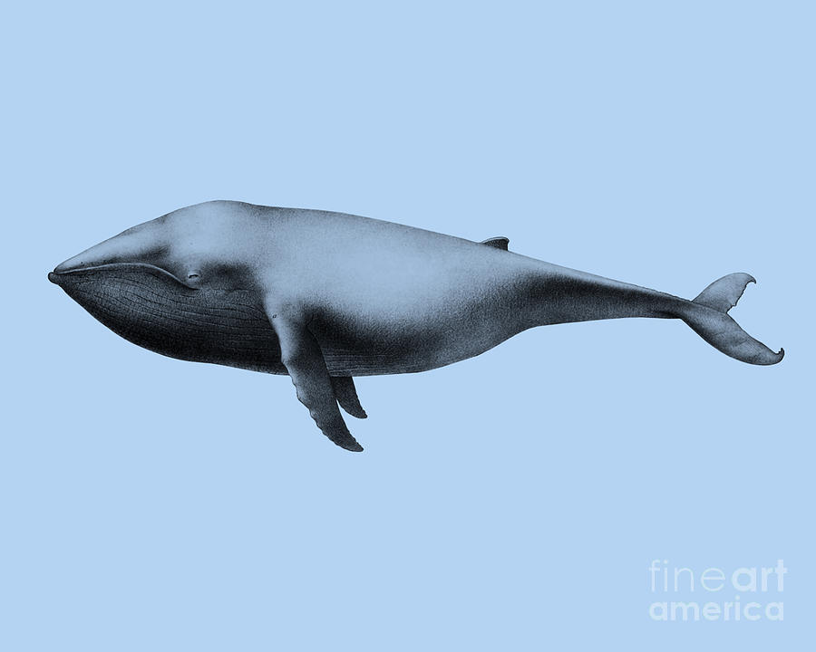 Whale Digital Art - Whale Artwork by Madame Memento