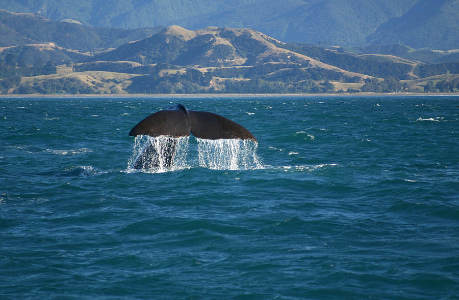 whale at sea kaikoura New Zealand Photograph by Mikeuk