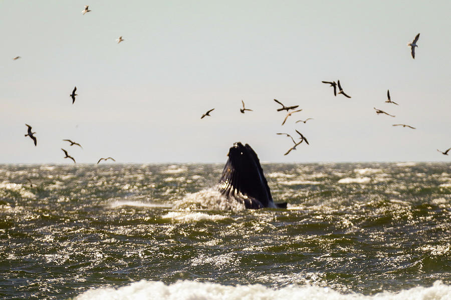 Whale Breach Photograph by Dr Janine Williams
