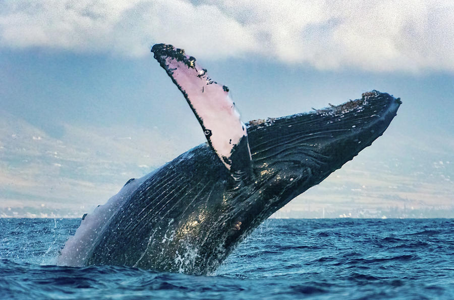 Whale Breach Photograph