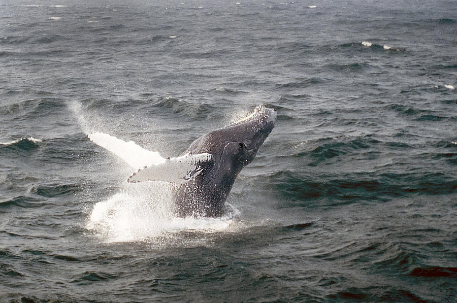 Animal Photograph - Whale Breaching by Richard Singleton
