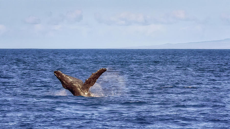 Whale Calf Breach Photograph by Susan Rissi Tregoning