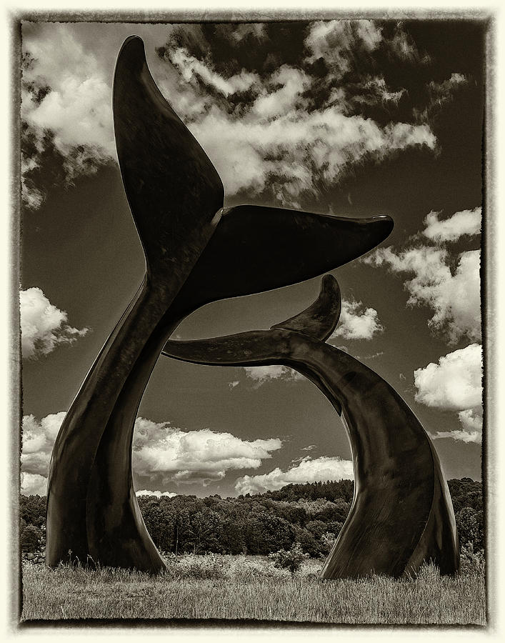 Whale Dance 001 Sep Photograph by Jeff Stallard - Fine Art America