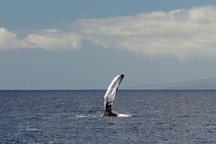 Hawai'i Photograph - Whale Fin by Jim Thompson Hawai'i Photograph - Whale Fin by Jim Thompson