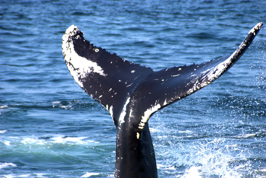 Whale Fluke 1 Photograph by Flinn Hackett