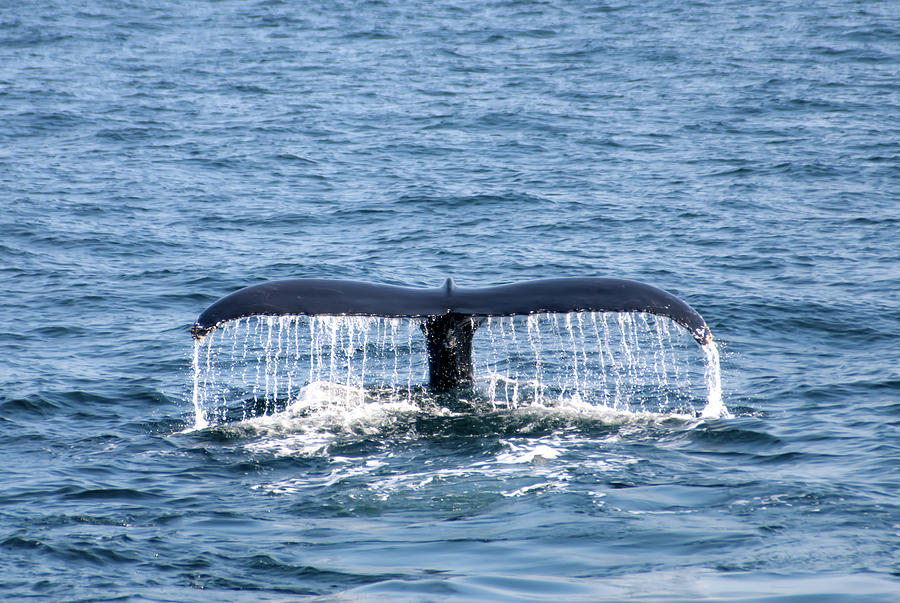 Whale Fluke 2 Photograph by Flinn Hackett