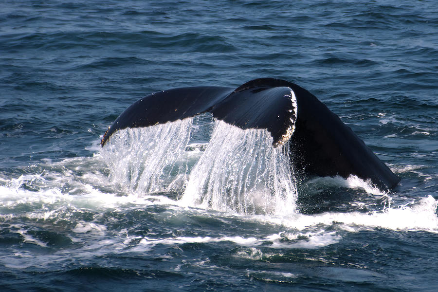 Whale Fluke Photograph by Flinn Hackett