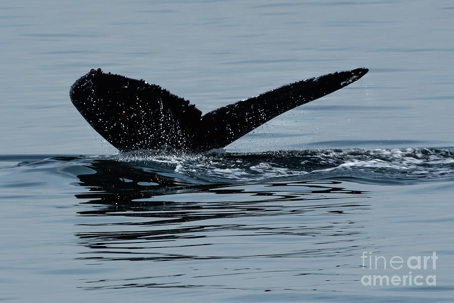 Nature Photograph - Whale Fluke Going Under by Nancy Gleason
