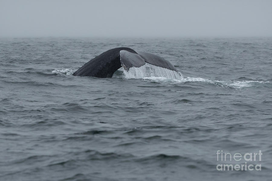 Animal Photograph - Whale Fluke on a Foggy Day in Sitka by Nancy Gleason