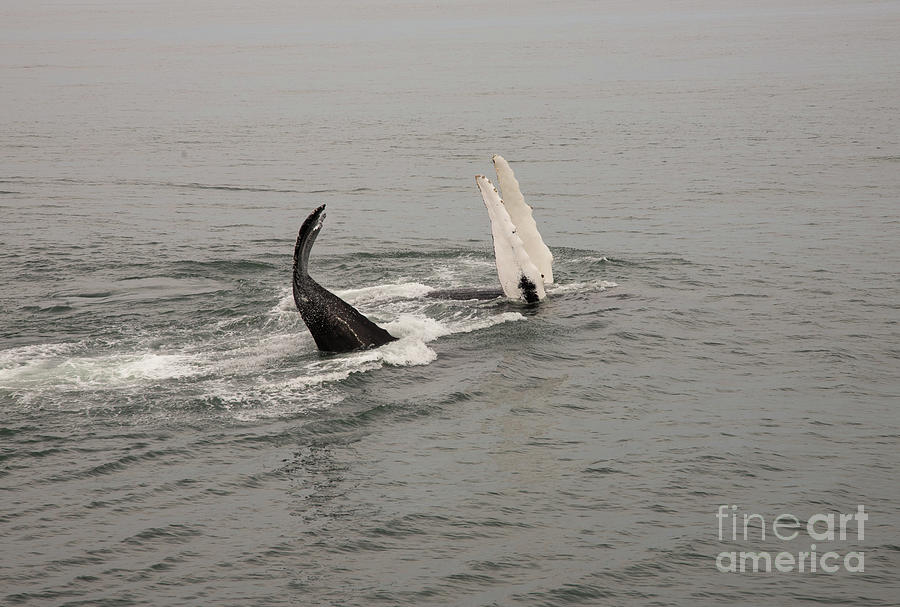 Whale Friends Series 4 Photograph by Jeannette Hunt