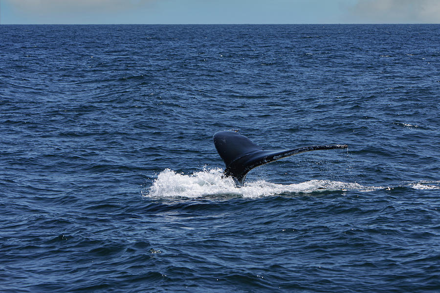 Whale Photograph by George Pennington