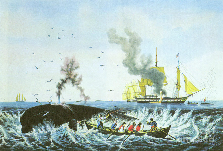 Whale Hunt Drawing by Currier and Ives