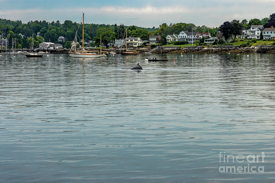 Whale in Boothbay Harbor Maine Photograph by Elizabeth Dow