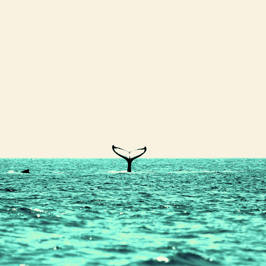 Summer Photograph - Whale in the sea by TheMilkyWay SixOneSix