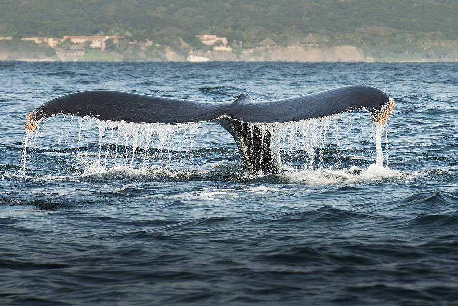 Whale lifting its tail out of water Photograph by Sollina Images