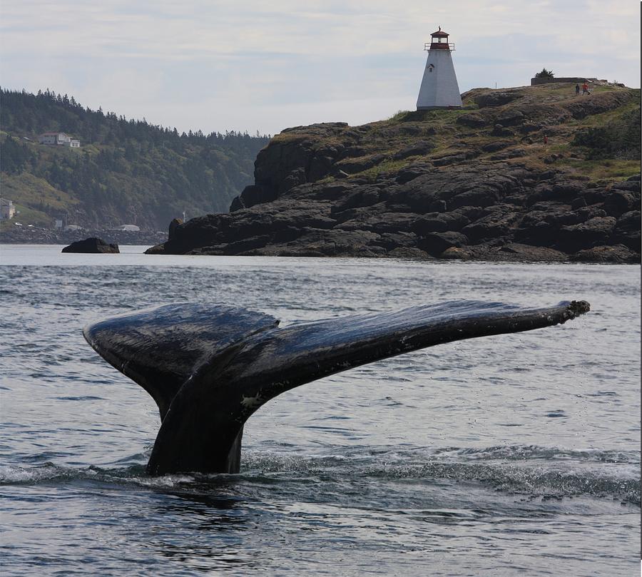 Whale Light Photograph by David Matthews