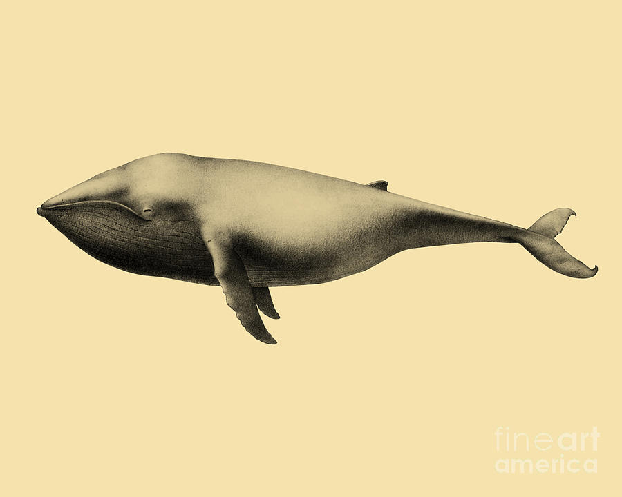 Whale Digital Art - Whale by Madame Memento