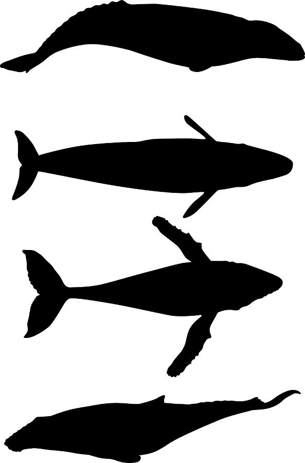Whale Drawing by Oktaydegirmenci