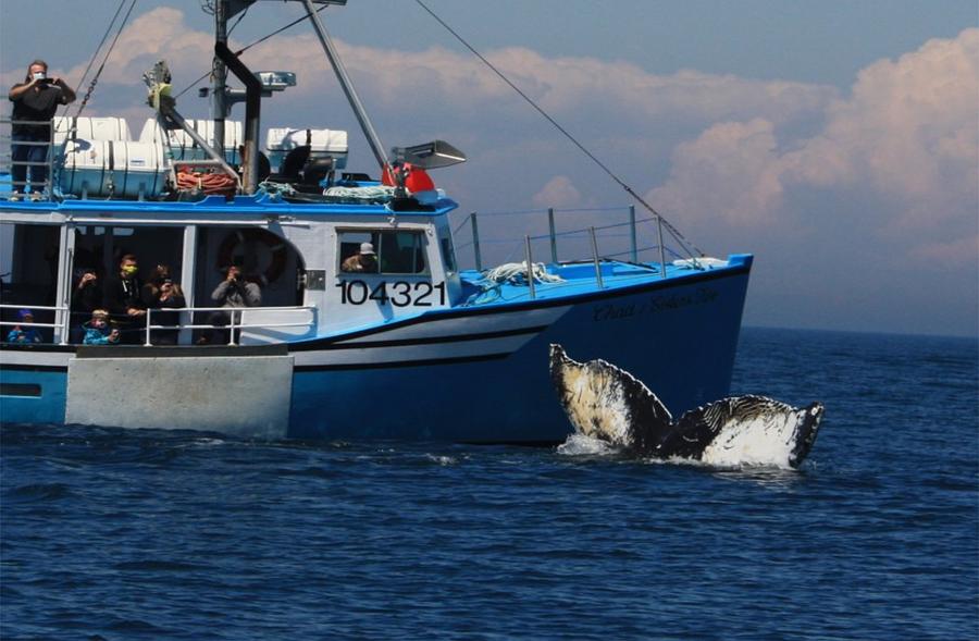 Whale on Starboard Bow  Photograph by David Matthews