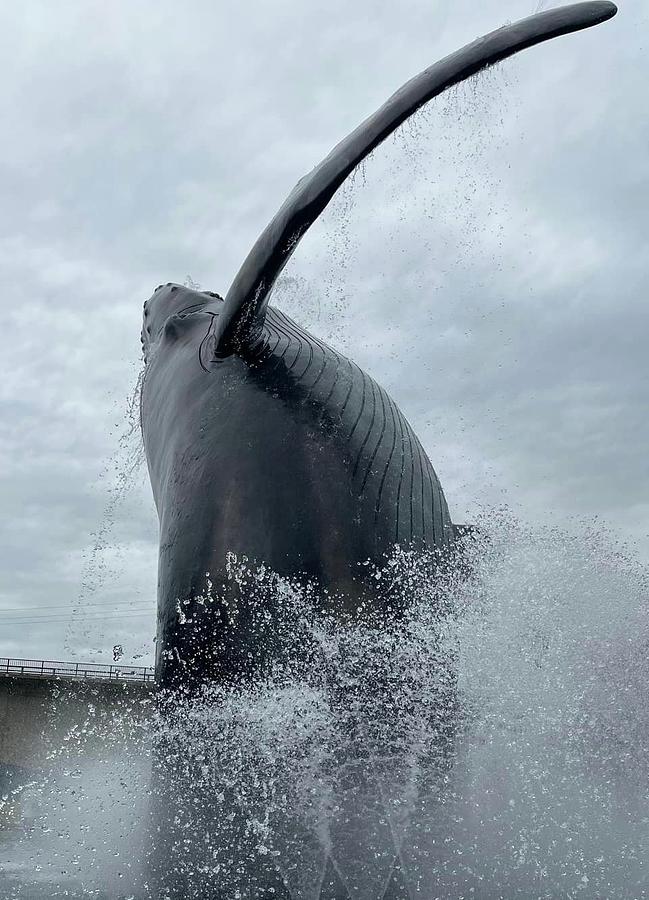 Whale Out Of Water Photograph by Aaron Martens