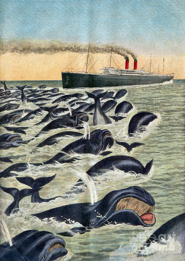 Whale Pod Attacking Ship, 1913 Photograph by Science Source