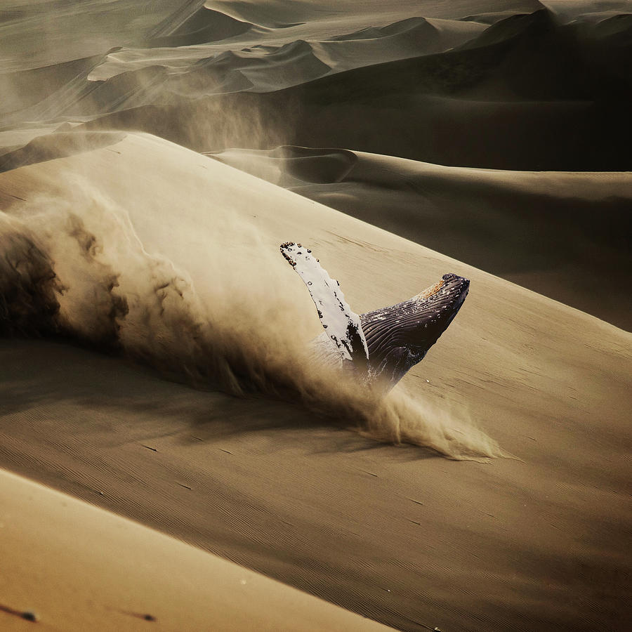 Desert Digital Art - Whale - Series 1. by Zoltan Toth