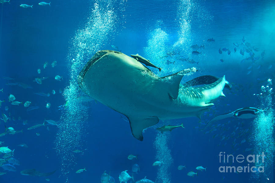Whale Shark Photograph by Aiolos Greek Collections