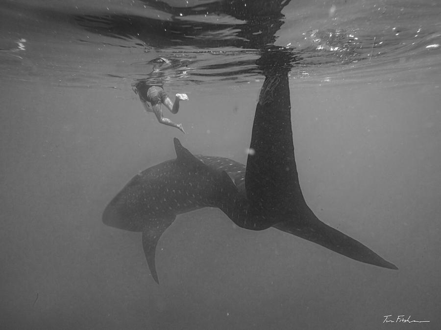 Whale Shark and Swimmer, Philippines Photograph by Tim Fitzharris