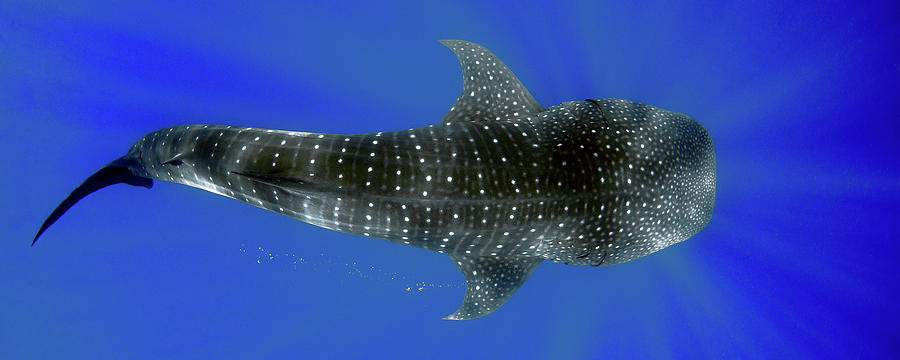 Whale shark Photograph by Artesub