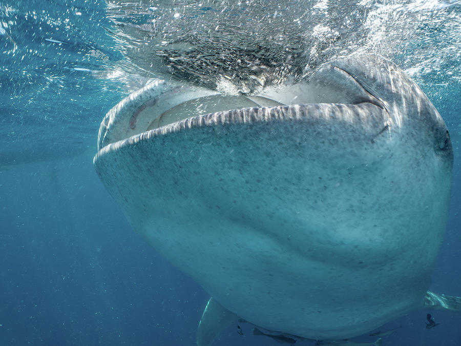 Whale Shark Feeding Photograph by Brian Weber