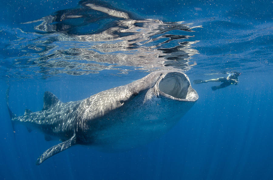 Whale shark feeding itself in Isla Mujeres Photograph by Colors and shapes of underwater world