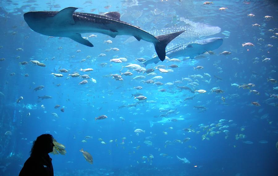 Whale shark in giant aquarium tank Photograph by Weesen Photos