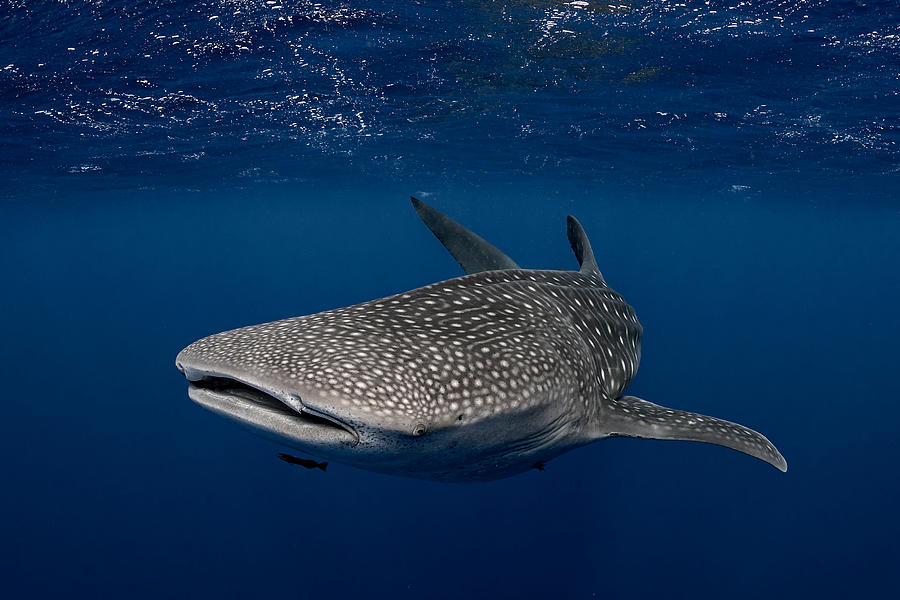Whale shark in the waters of Tonga Photograph by Steve Woods Photography