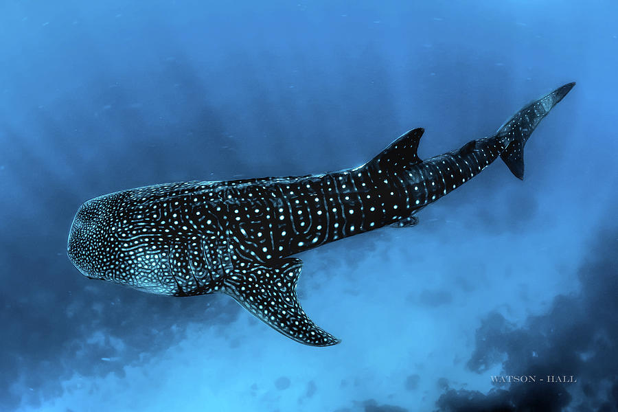 Whale Shark Digital Art by Marlene Watson and Art Crew NZ