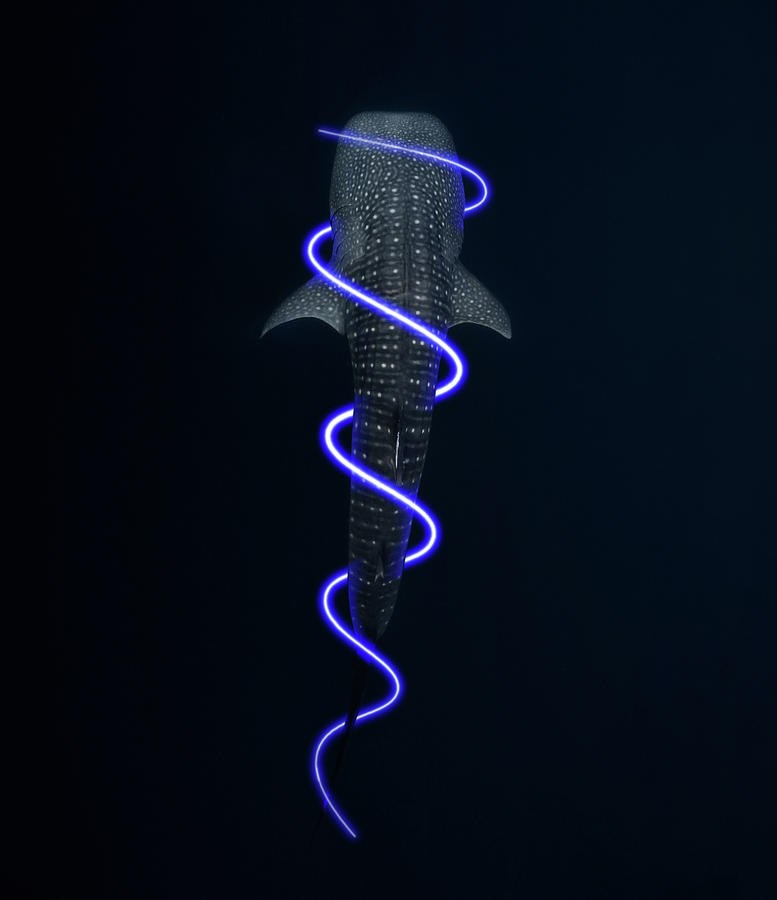 Whale Shark Ribbon Light Digital Art by Pelo Blanco Photo