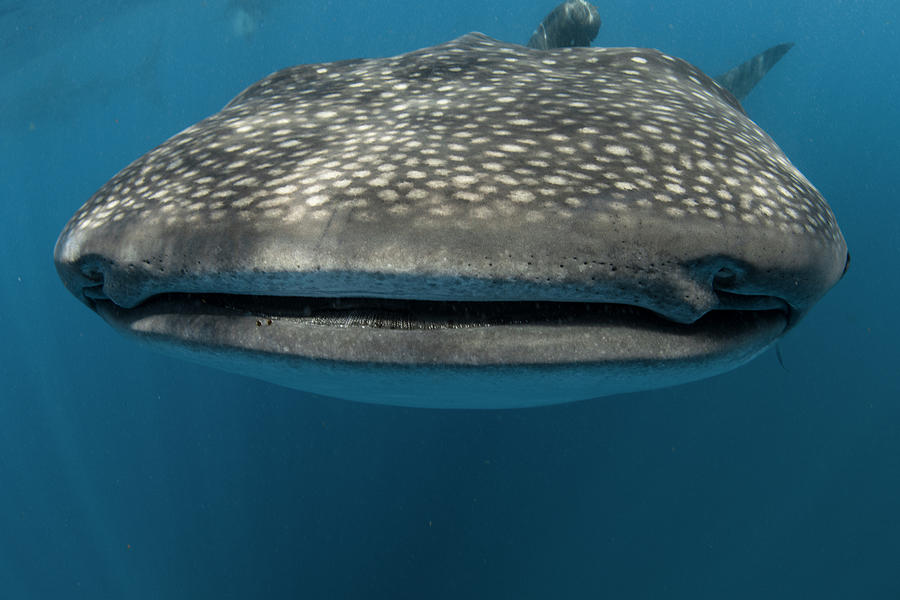 Sharks Photograph - Whale shark by Simon Lorenz