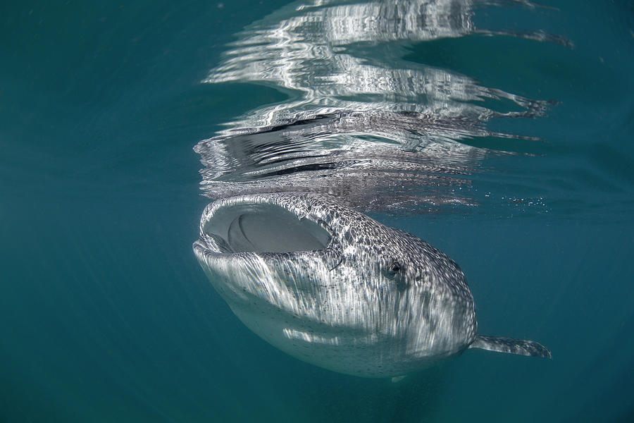 Whale Shark Photograph