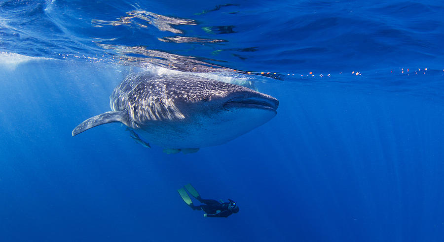 Whale Shark with diver swimming underneath Photograph by Ken Kiefer 2