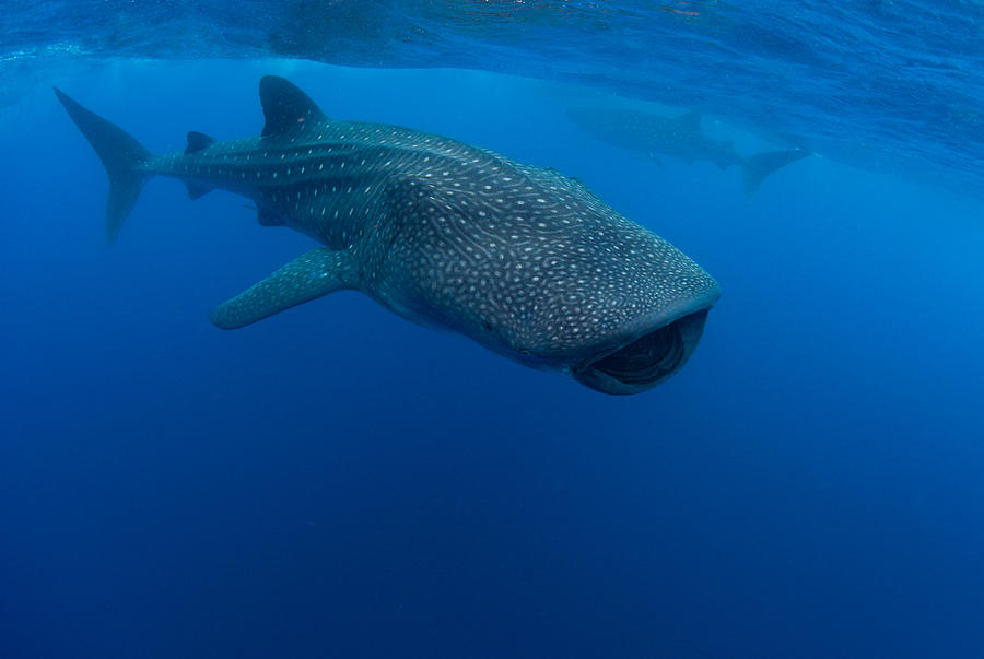 Whale sharks Photograph by M Swiet Productions