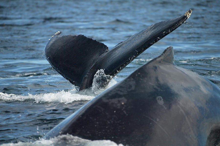 Whale Sighting Mixed Media by Stephen Dubois | Fine Art America