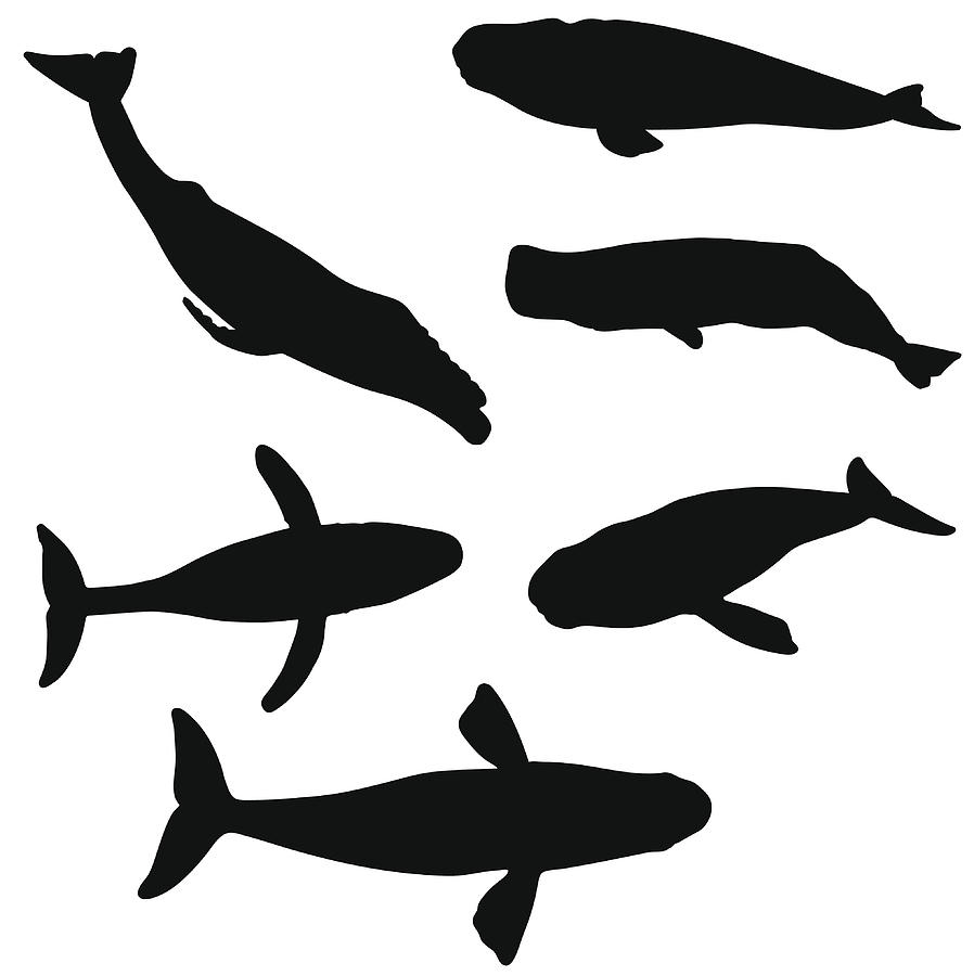 Whale silhouette collection Drawing by Ace_Create