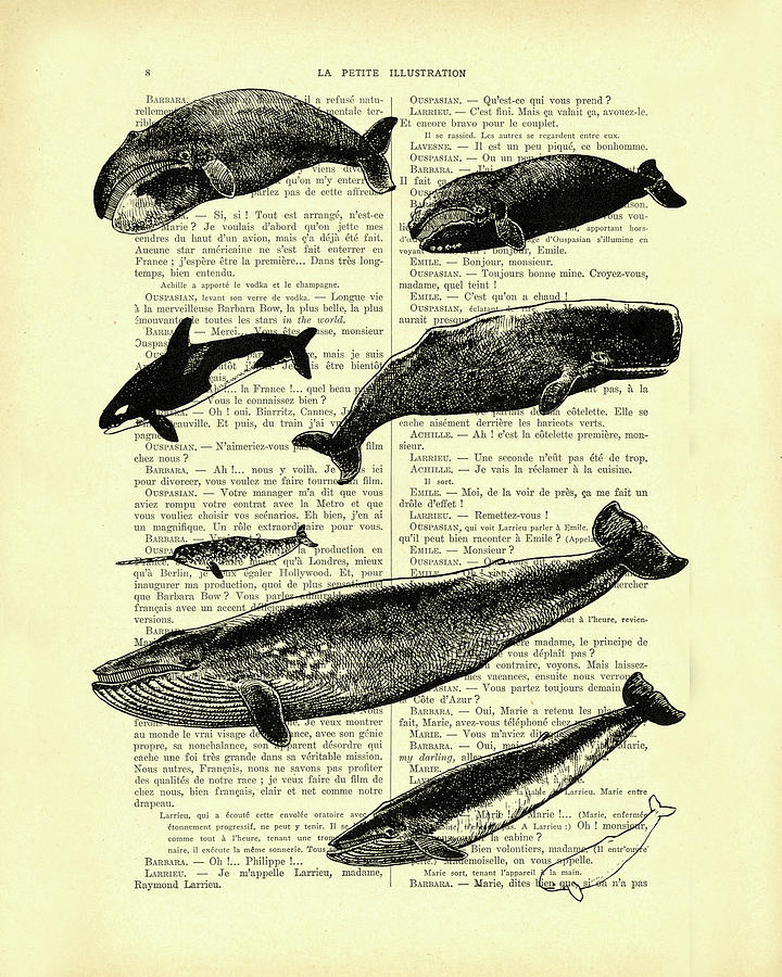 Whale Mixed Media - Whale Species by Madame Memento