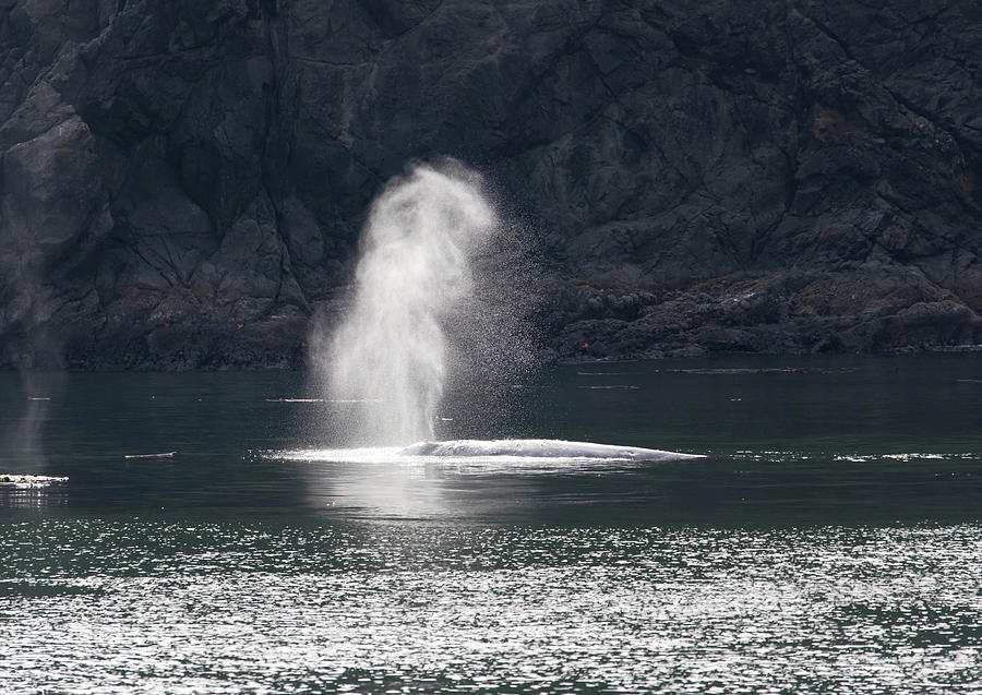 Whale Spout Photograph By Rowland Willis