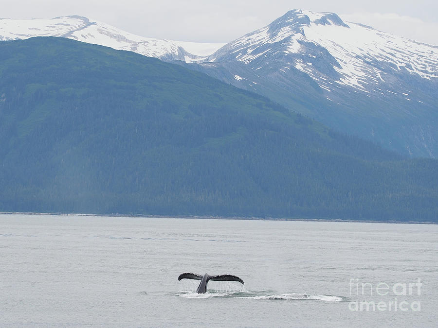 Whale Tail Photograph by Adrienne Franklin