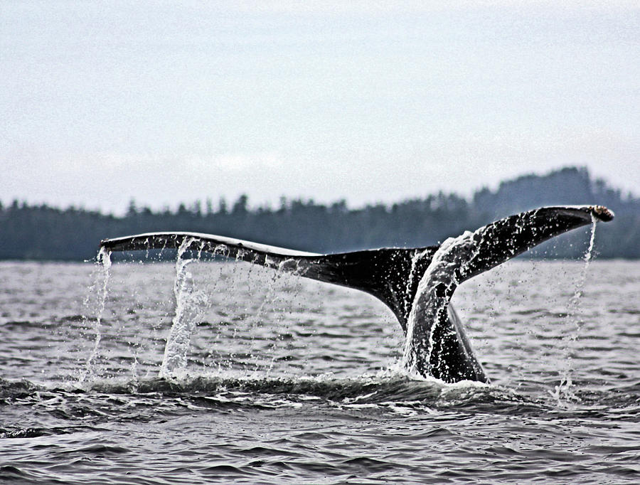 Mountain Photograph - Whale Tail Alaska by Kristin Elmquist