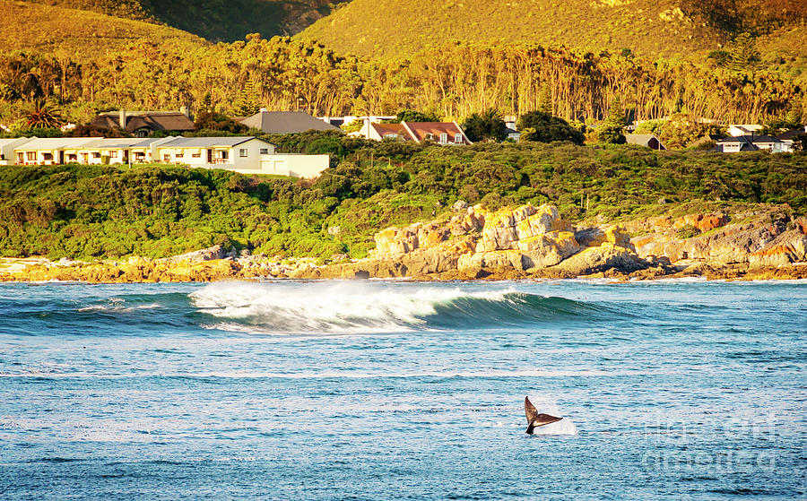 Whale Tail At Hermanus, South Africa Photograph